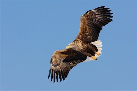 White Tailed Eagle in Flight Stock Photo - Rights-Managed, Code: 700-01195770