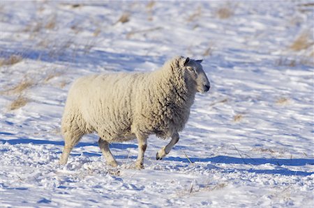 simsearch:700-01199476,k - Sheep in Winter Stock Photo - Rights-Managed, Code: 700-01198790