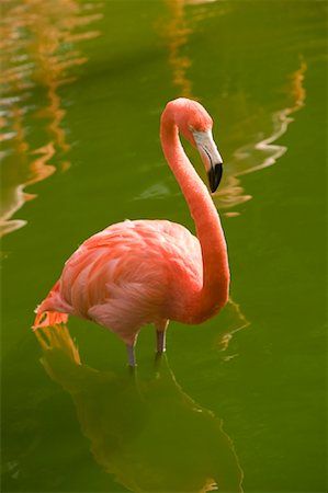 simsearch:700-03368499,k - Portrait of Flamingo Stock Photo - Rights-Managed, Code: 700-01234747