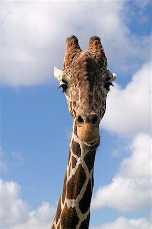 simsearch:700-02659799,k - Portrait of Giraffe Stock Photo - Rights-Managed, Code: 700-01234748