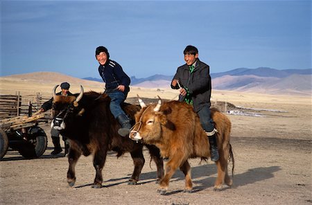farmers family of three - Boys Riding Cows, Mongolia Stock Photo - Rights-Managed, Code: 700-01234939