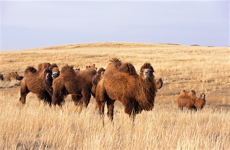 roaming - Camels Grazing, Arkhangai Province, Mongolia Stock Photo - Rights-Managed, Code: 700-01234945