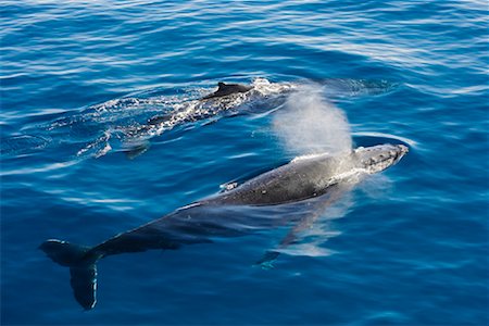 Humpback Whales, Moreton Island, Queensland, Australia Stock Photo - Rights-Managed, Code: 700-01235343