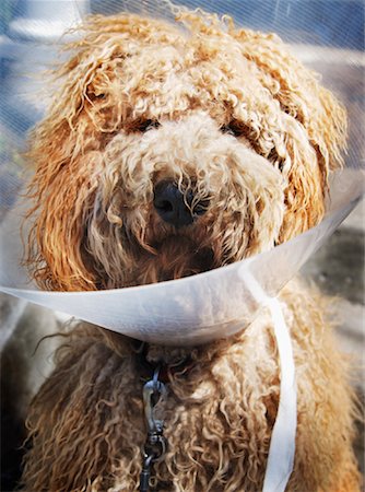 simsearch:700-06570975,k - Dog Wearing Protective Collar Stock Photo - Rights-Managed, Code: 700-01260511