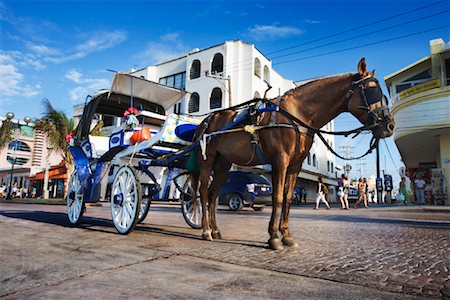 simsearch:700-02235669,k - Horse-Drawn Carriage, Cozumel, Mexico Stock Photo - Rights-Managed, Code: 700-01275374