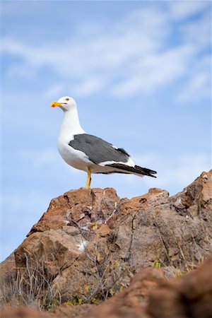 simsearch:700-00168646,k - Seagull Stock Photo - Rights-Managed, Code: 700-01275424