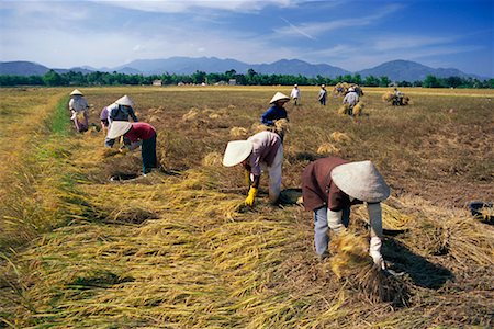 simsearch:700-01716733,k - Farmers Harvesting in Field, Nha Trang, Vietnam Stock Photo - Rights-Managed, Code: 700-01295667