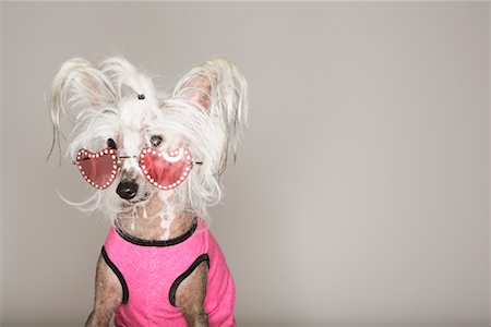 Portrait of Dog Wearing Sunglasses Foto de stock - Con derechos protegidos, Código: 700-01344582