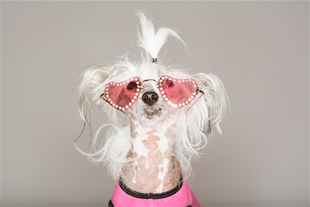 Portrait of Dog Wearing Sunglasses Stock Photo - Rights-Managed, Code: 700-01344583