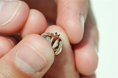 Person Holding Hermit Crab Stock Photo - Rights-Managed, Code: 700-01374510