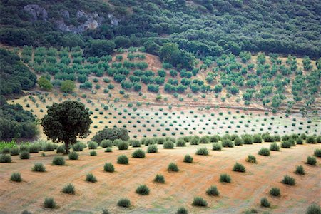 daryl benson landscape - Olive Orchard, Andalucia, Spain Stock Photo - Rights-Managed, Code: 700-01378774