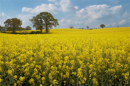 simsearch:700-02245818,k - Overview of Canola Field Stock Photo - Rights-Managed, Code: 700-01429114