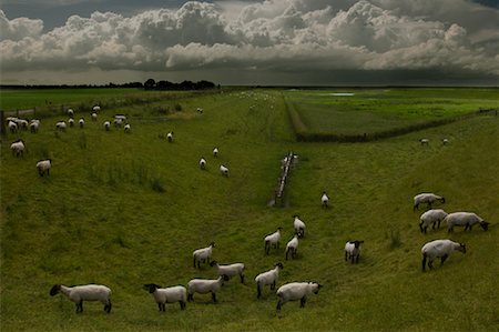 simsearch:700-06368355,k - Moutons, Zeeland, Pays-Bas Photographie de stock - Rights-Managed, Code: 700-01463941