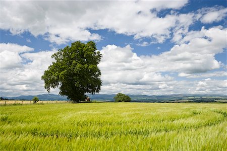 perth and kinross - Tree in Wheat Field, Perthshire, Perth and Kinross, Scotland, UK Stock Photo - Rights-Managed, Code: 700-01538949