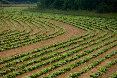 Tobacco Field, North Carolina, USA Stock Photo - Rights-Managed, Code: 700-01551671