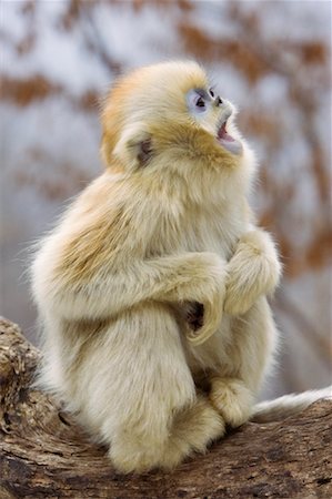 qinling mountains - Young Golden Monkey, Qinling Mountains, Shaanxi Province, China Stock Photo - Rights-Managed, Code: 700-01585988