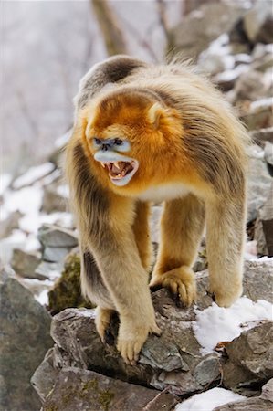 qinling mountains - Golden Monkey in Threatening Pose, Qinling Mountains, Shaanxi Province, China Stock Photo - Rights-Managed, Code: 700-01586000