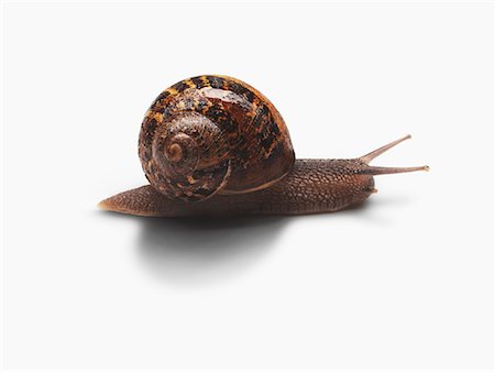 snail - Snail Stock Photo - Rights-Managed, Code: 700-01581929