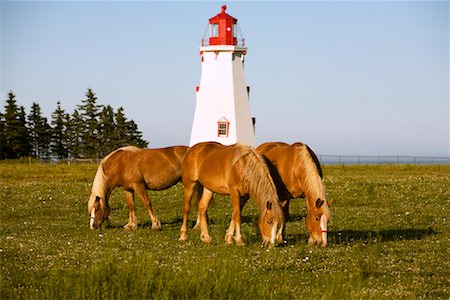 Palomino Horses and Panmure Island Lighthouse, Prince Edward Island, Canada Foto de stock - Con derechos protegidos, Código: 700-01614412