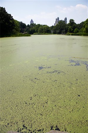 Turtle Pond, Central Park, Manhattan, NYC, USA Stock Photo - Rights-Managed, Code: 700-01616537