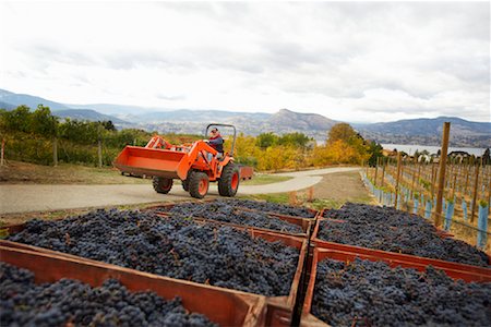 Farmer Harvesting Grapes, Naramata, Okanagan Valley, British Columbia, Canada Stock Photo - Rights-Managed, Code: 700-01646229