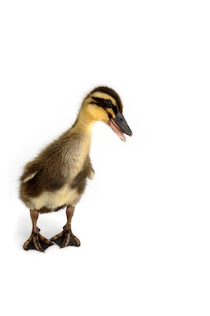 Mallard Duckling Stock Photo - Rights-Managed, Code: 700-01670854