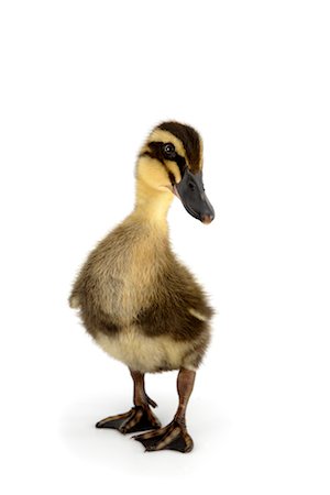 Mallard Duckling Stock Photo - Rights-Managed, Code: 700-01670855