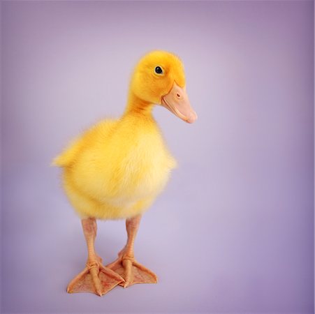 fluffy - Yellow Duckling Foto de stock - Con derechos protegidos, Código: 700-01670850