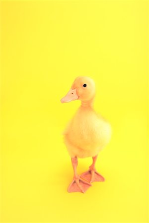 Yellow Duckling Stock Photo - Rights-Managed, Code: 700-01670851