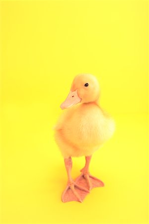 Yellow Duckling Stock Photo - Rights-Managed, Code: 700-01670852