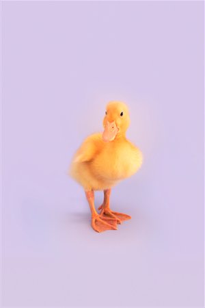 Yellow Duckling Stock Photo - Rights-Managed, Code: 700-01670853