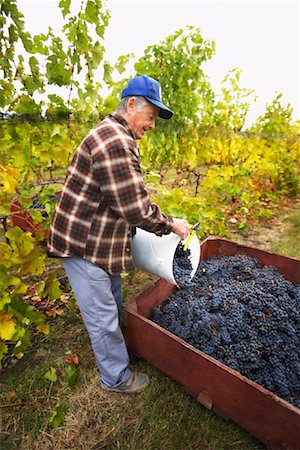 simsearch:700-05602728,k - Farmer in Vineyard Stock Photo - Rights-Managed, Code: 700-01764858