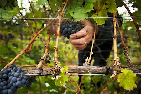 Person Working on Vineyard Stock Photo - Rights-Managed, Code: 700-01764852