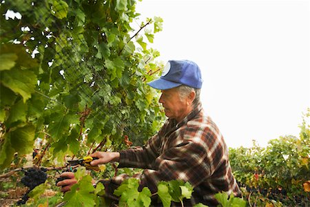 Farmer in Vineyard Stock Photo - Rights-Managed, Code: 700-01764853