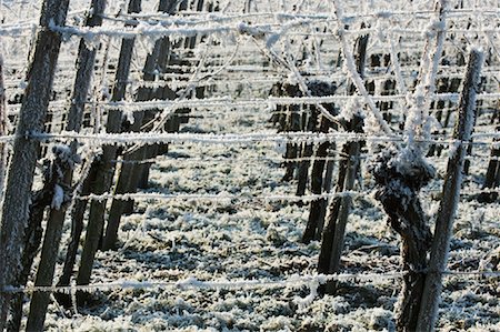 elemento (atmosférico) - Close-up of Frost on Vines Foto de stock - Con derechos protegidos, Código: 700-01788511