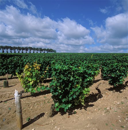 simsearch:841-07523710,k - Vignoble, Bourgogne, France Photographie de stock - Rights-Managed, Code: 700-01838543