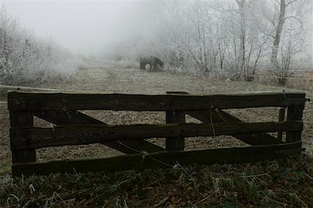 fenced in - Horse in Field in Winter, Kortgene, Zeeland, Netherlands Stock Photo - Rights-Managed, Code: 700-01838636