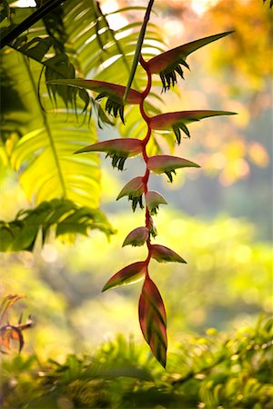 Close-up of Foliage in Singapore Botanical Gardens, Singapore Stock Photo - Rights-Managed, Code: 700-01879589