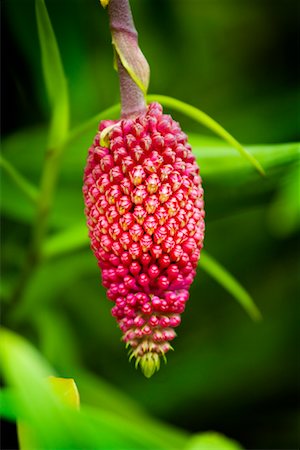 singapore botanical garden - Close-up of Plant in National Orchid Garden at Singapore Botanical Gardens, Singapore Stock Photo - Rights-Managed, Code: 700-01879591