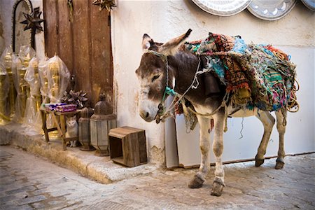 Donkey in the Medina of Fez, Morocco Foto de stock - Con derechos protegidos, Código: 700-01879903