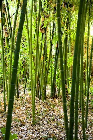 Bamboo, Majorelle Garden, Marrakech, Morocco Stock Photo - Rights-Managed, Code: 700-01879985