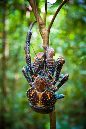 south pacific - Coconut Crab, Niue Island, South Pacific Stock Photo - Rights-Managed, Code: 700-01880073