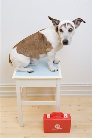 Injured Dog Stock Photo - Rights-Managed, Code: 700-01954453