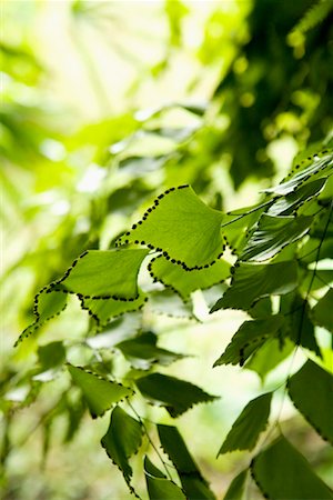 fresh air background - Close-up of Fern, Puri Mangkunegaran, Java, Indonesia Foto de stock - Con derechos protegidos, Código: 700-01954897