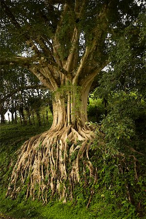 simsearch:700-00023229,k - Tree in Rainforest, La Fortuna, Alajuela Province, Costa Rica Foto de stock - Con derechos protegidos, Código: 700-01955534