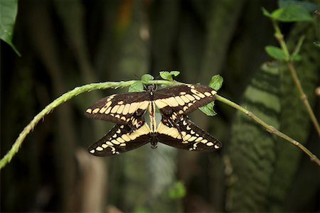 simsearch:700-00194432,k - Two Butterflies on Branch Stock Photo - Rights-Managed, Code: 700-01955548