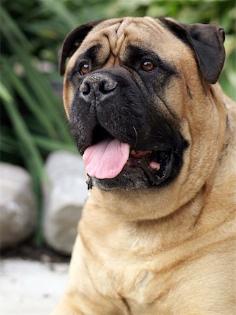 simsearch:600-03179193,k - Portrait of Bullmastiff Stock Photo - Rights-Managed, Code: 700-01955799