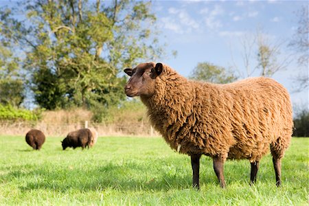 simsearch:600-06009234,k - Sheep in Field, Devon, England Stock Photo - Rights-Managed, Code: 700-01953804