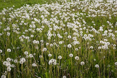 fresh air background - Field of Dandelions, Brook, Mecklenburg-Vorpommern, Germany Stock Photo - Rights-Managed, Code: 700-02038159