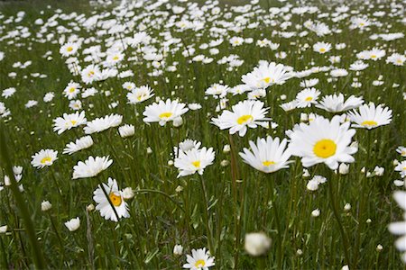 fresh air background - Field of Oxeye Daisies, Brook, Mecklenburg-Vorpommern, Germany Stock Photo - Rights-Managed, Code: 700-02038177